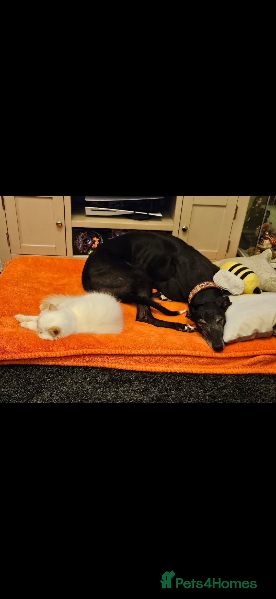 Greyhound dogs for sale: Male Greyhound for sale - Image 5