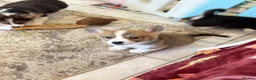 Welsh Corgi Pembroke dogs for sale: Pembroke Welsh corgi pups - Advert 11