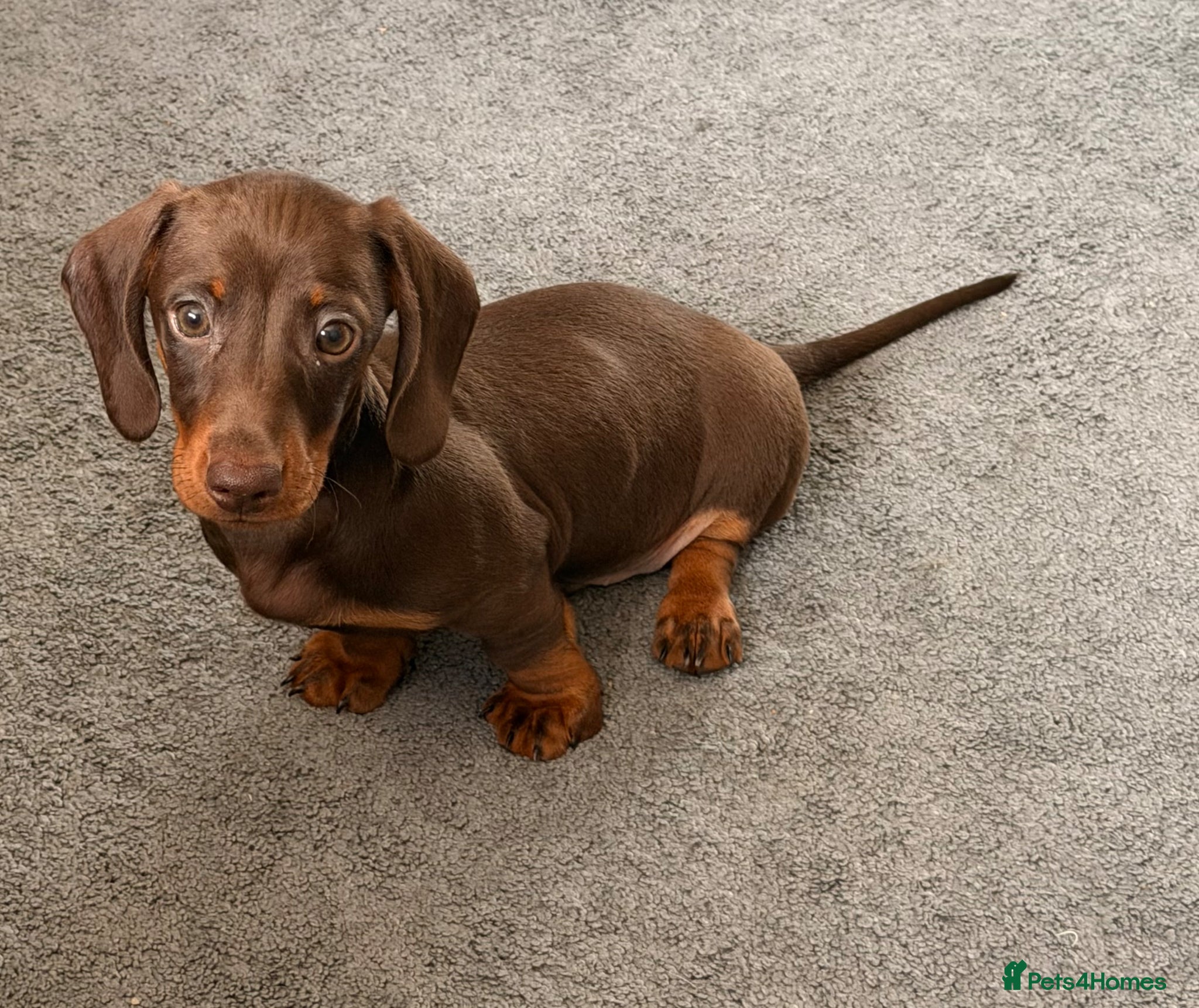 Miniature Dachshund dogs KC miniature dachshund  - Advert 1