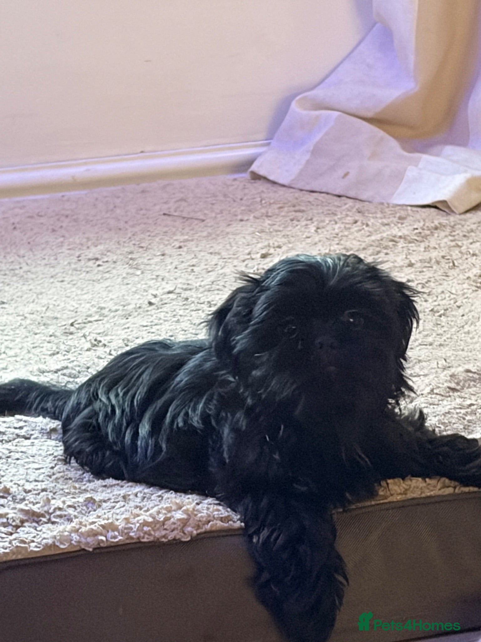 Shih Tzu dogs 3 beautiful  - Advert 2