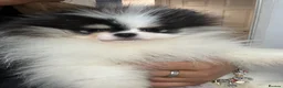 Pomeranian dogs for sale: Beautiful Pomeranians 🖤🤍 - Advert 4