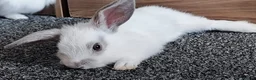 Mini Lop rabbits for sale: Mini lop  - Advert 3