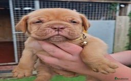 Dogue De Bordeaux dogs for sale: Dogue de Bordeaux pups  - Image 16