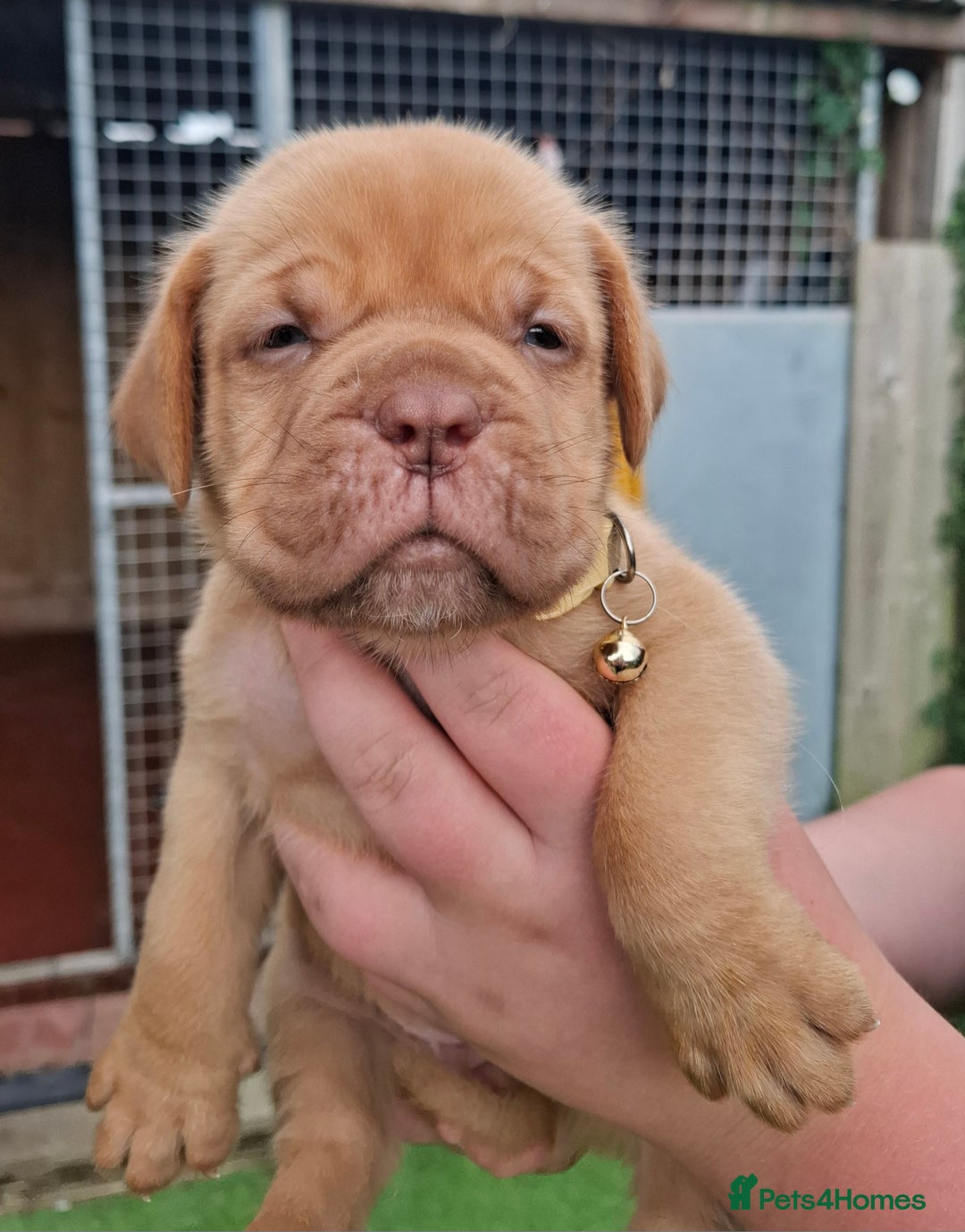 Dogue De Bordeaux dogs for sale: Dogue de Bordeaux pups  - Image 16