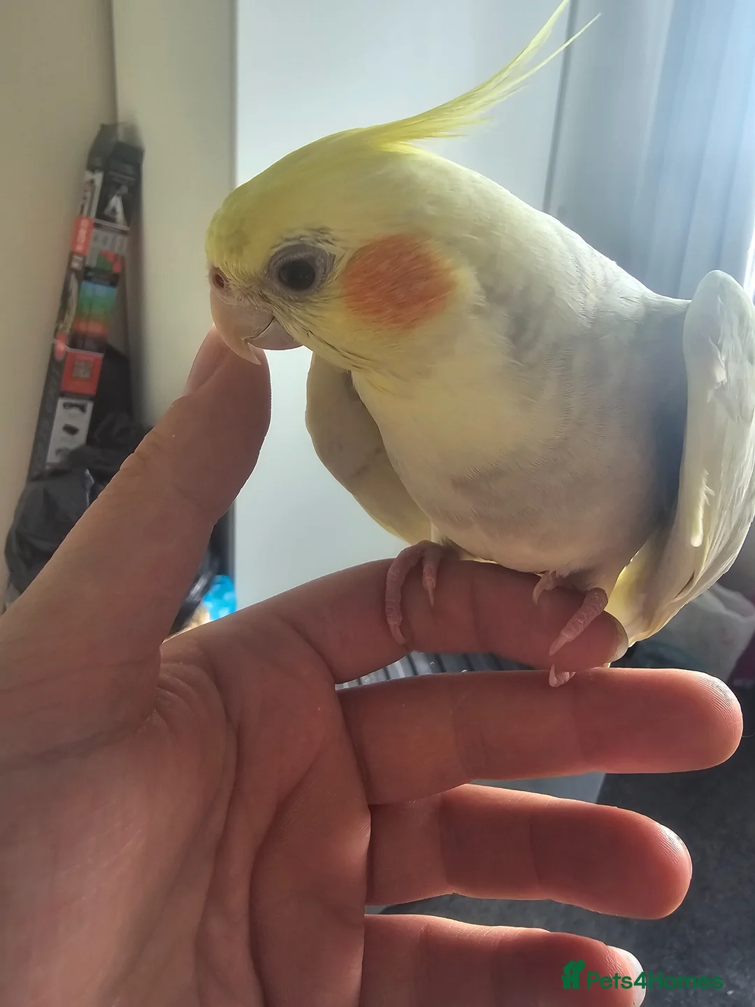 Cockatiels birds for sale: Hand reared Yellow cockteil  - Advert 2