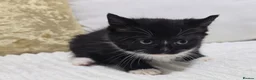 Domestic Shorthair cats for sale: Beautiful Litter of 8 Kittens –5 Females & 3 Males - Advert 29