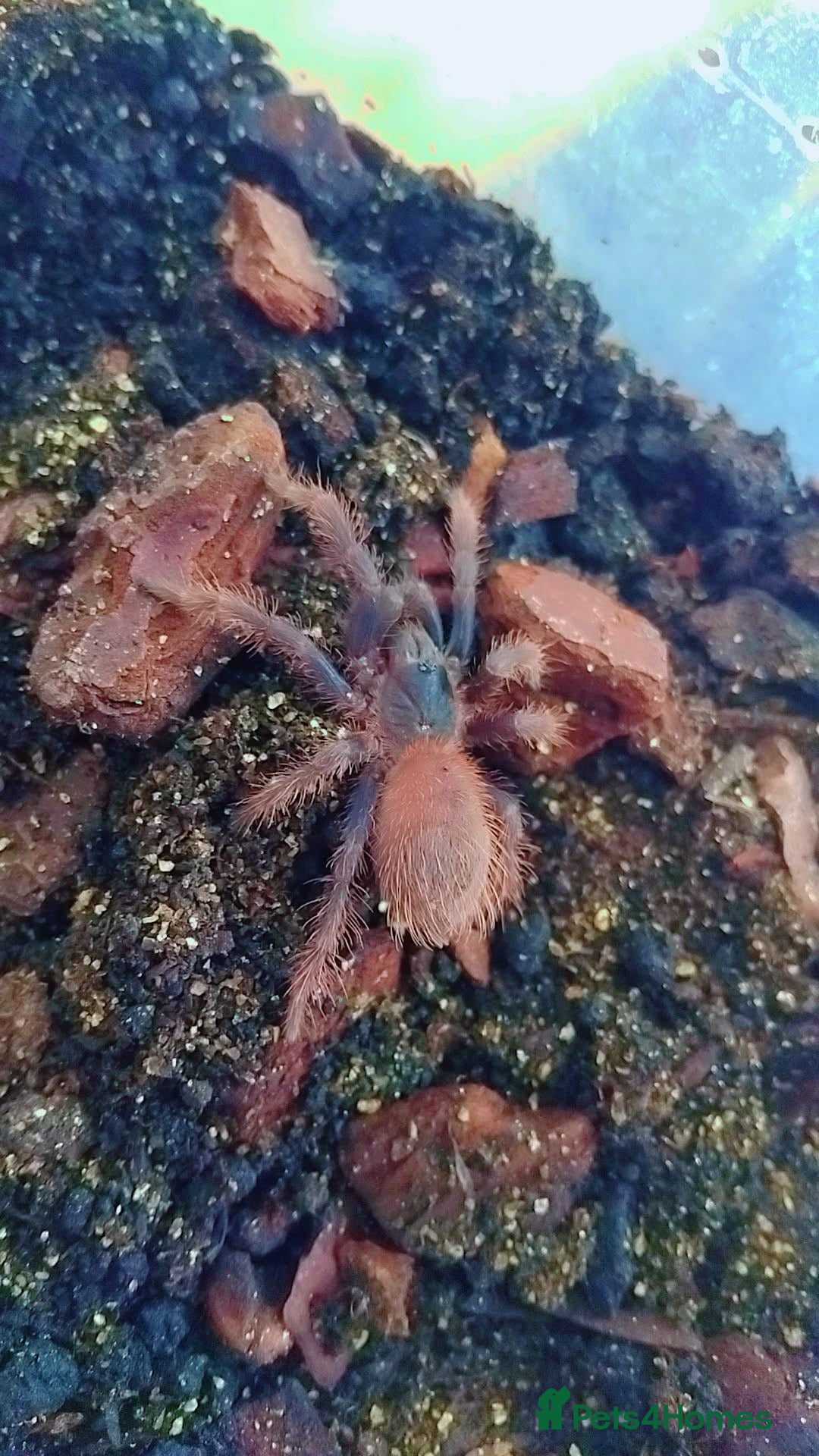 Tarantulas invertebrates for sale: Brazilian blue  - Advert 2