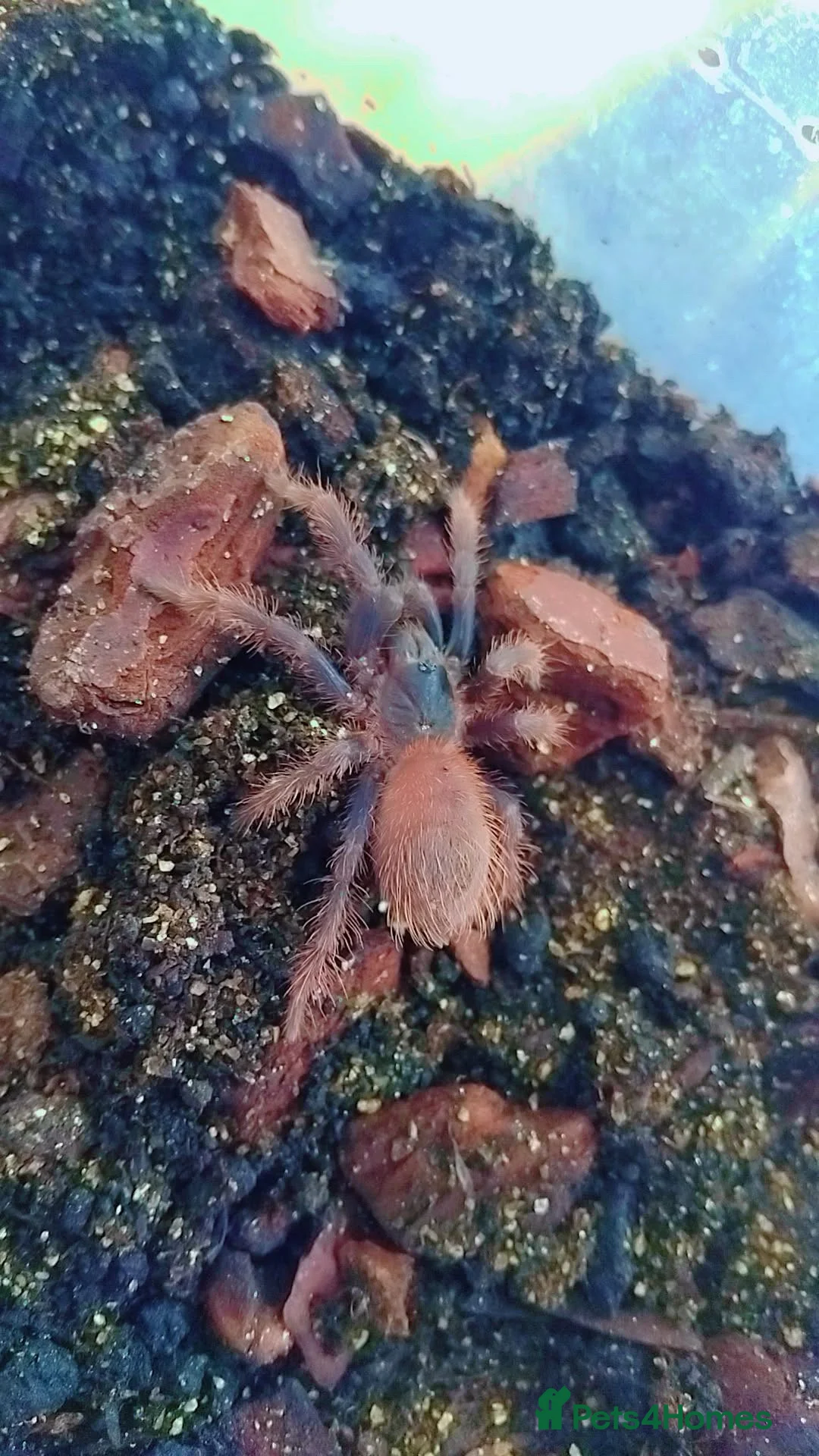 Tarantulas invertebrates for sale: Brazilian blue  - Advert 2