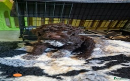 Lagotto Romagnolo dogs for sale: Beautiful Lagotto Romagnolo girls, KC reg - Image 7