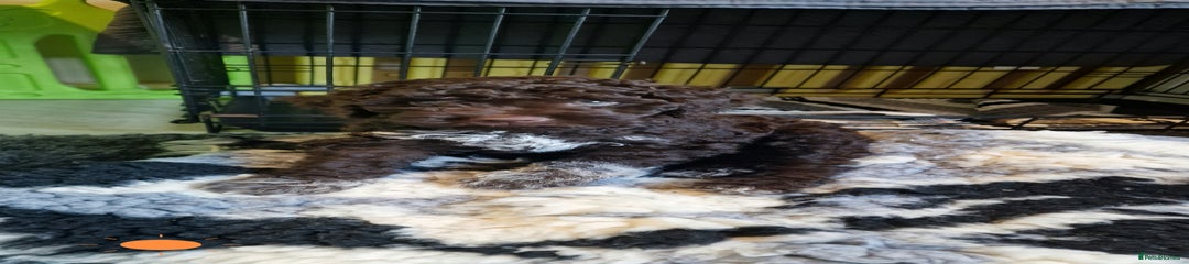Lagotto Romagnolo Puppy 3