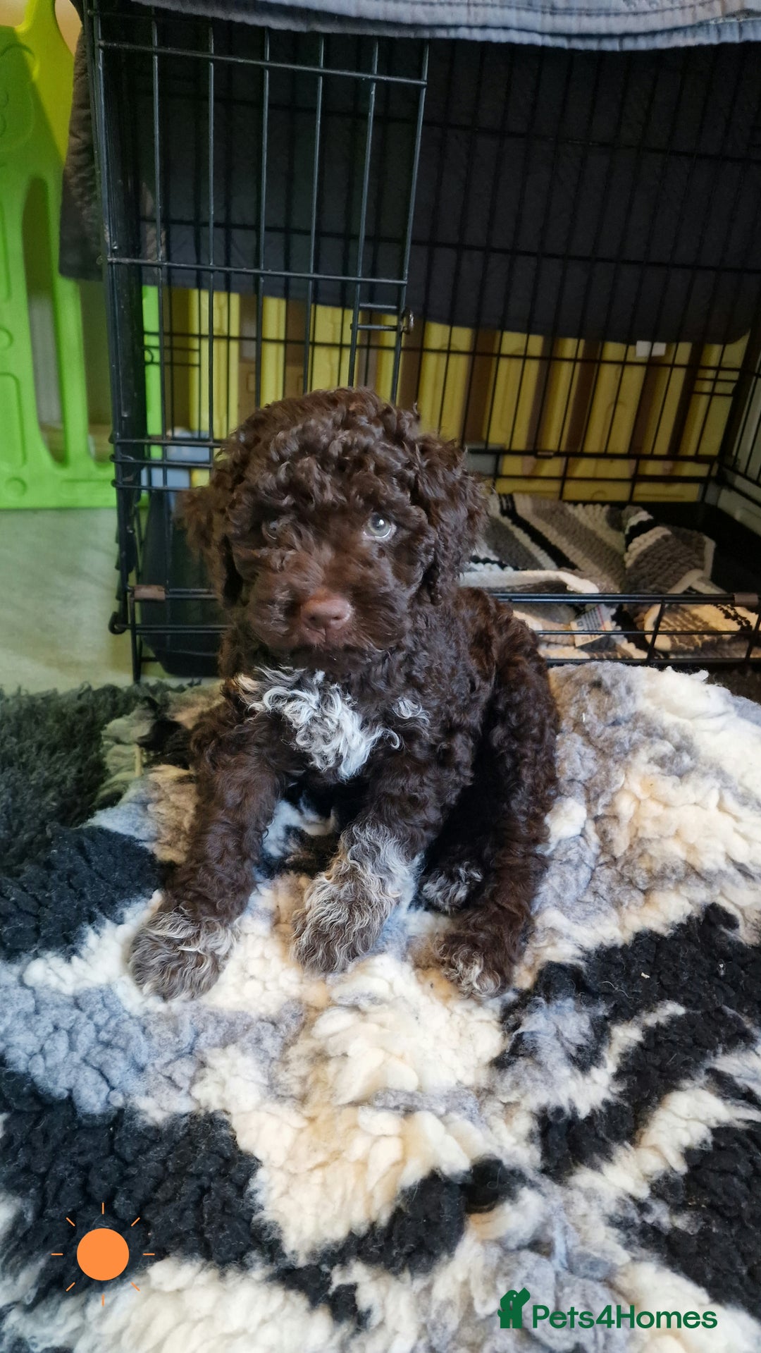 Lagotto Romagnolo dogs for sale: Beautiful Lagotto Romagnolo girls, KC reg - Image 7