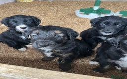 Mixed Breed dogs for sale: Golden retriever/Collie Mix pups - Advert 4