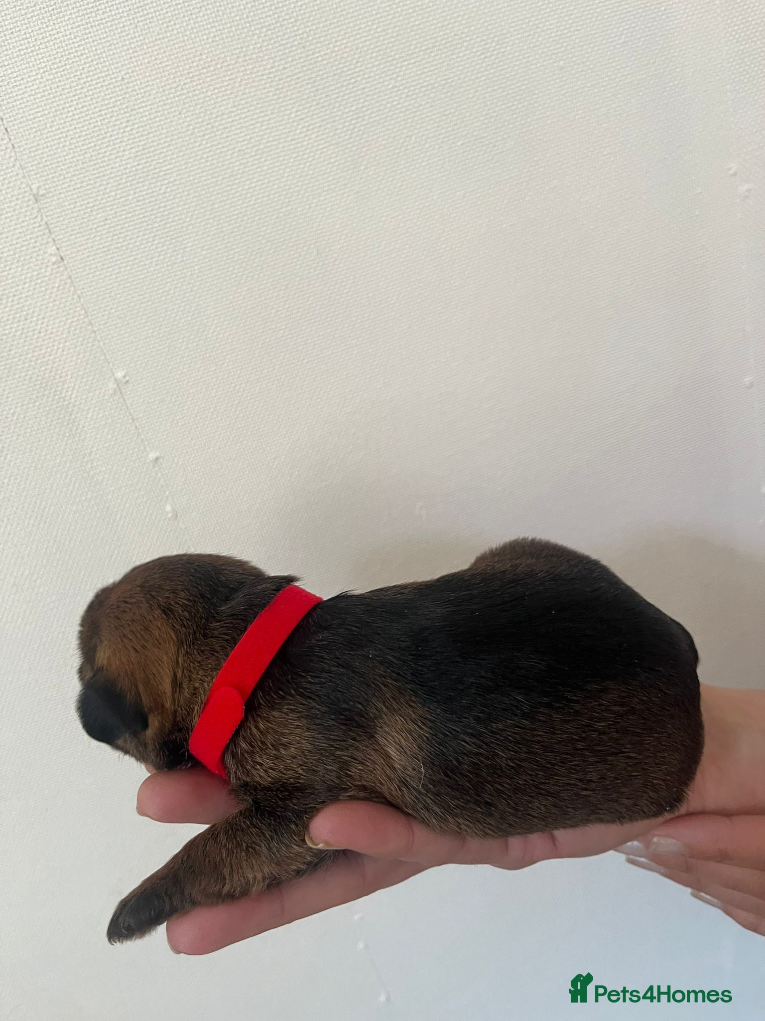 Border Terrier dogs for sale: Pedigree Border Terrier Puppies - Advert 15