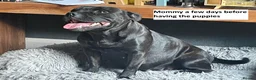 Staffordshire Bull Terrier dogs for sale: 🐾 KC Reg 4 x Stunning Staffy Puppies 🩷🩷🩷💙 - Advert 3