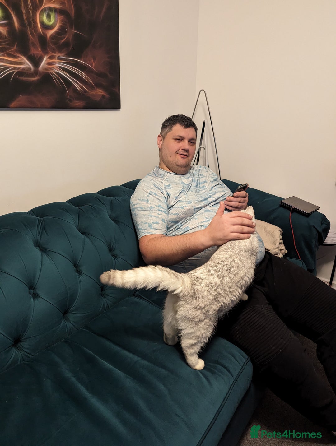 British Shorthair cats for stud:  For Stud, BSH White NS11 GCCF & TICA registred. in Telford - Advert 9