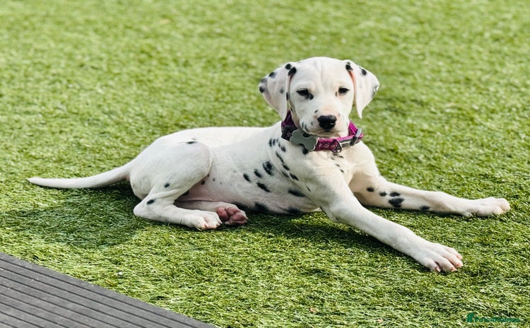 Dalmatian dogs - Advert 1