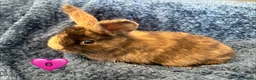 Mini Lop rabbits for sale: Pure bred mini lop bunnies - Advert 12