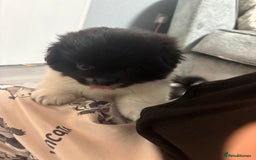 Mixed Breed dogs for sale: 2 Shihtzu cross Pomerania puppies  - Advert 19