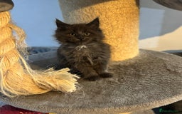 Maine Coon cats for sale: READY NOW - TICA Blue Smoke Maine Coon - Image 1