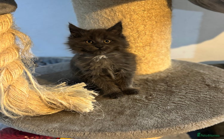Maine Coon cats - Advert 9