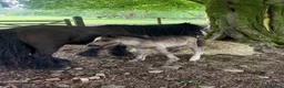 Irish Cob horses for sale: Titch & Rocky in Cwmbran - Advert 8