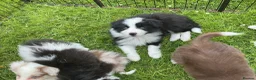 Border Collie dogs for sale: Stunning border collie pups  - Advert 9