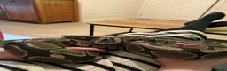 Python Snake reptiles for sale: Male royal python  - Advert 2
