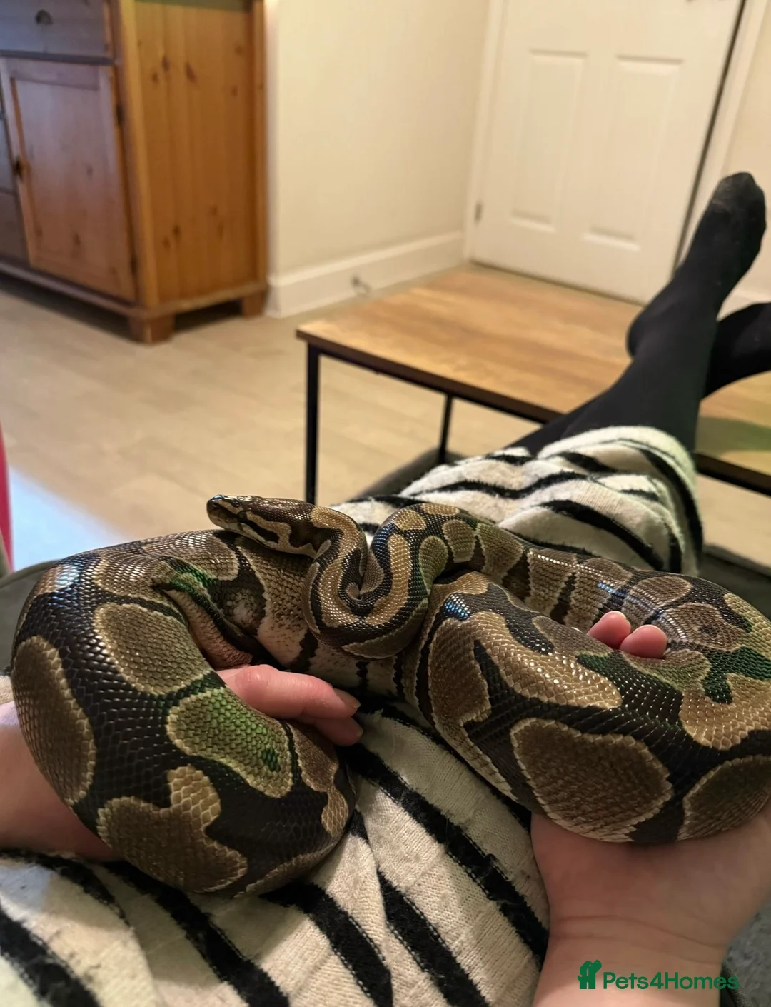 Python Snake reptiles for sale: Male royal python  - Advert 2