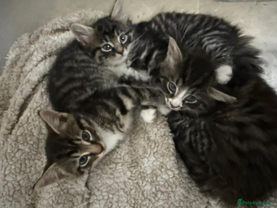 Mixed Breed cats for sale: 3 kittens looking for a new home  - Image 2