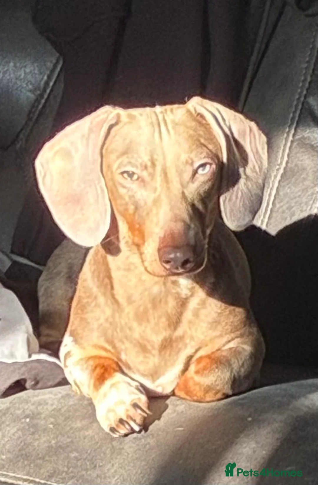 Miniature Dachshund dogs for stud:  For stud  in Bristol - Advert 1