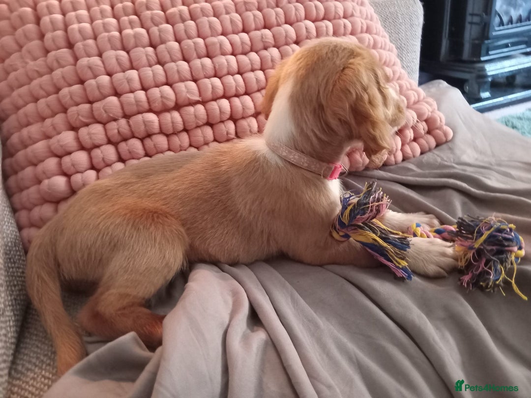 Cocker Spaniel dogs for sale: working cocker 15 weeks - Advert 1