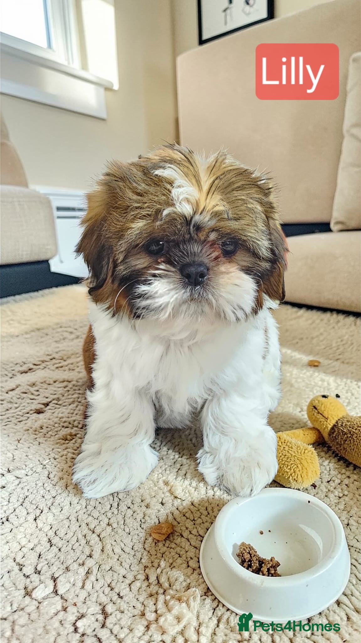 Shih Tzu dogs  💞 QUALITY STANDARD SHIH TZU 💕 - Advert 7