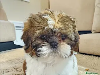 Shih Tzu dogs 💞 QUALITY STANDARD SHIH TZU 💕 - Advert 7