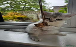 British Shorthair cats for sale: British Shorthair Kittens – Golden & Silver Shaded - Image 18