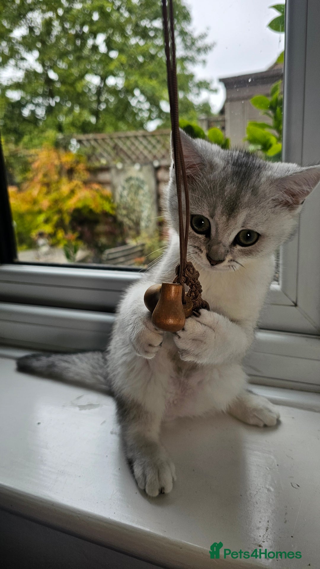 British Shorthair cats for sale: British Shorthair Kittens – Golden & Silver Shaded - Image 18