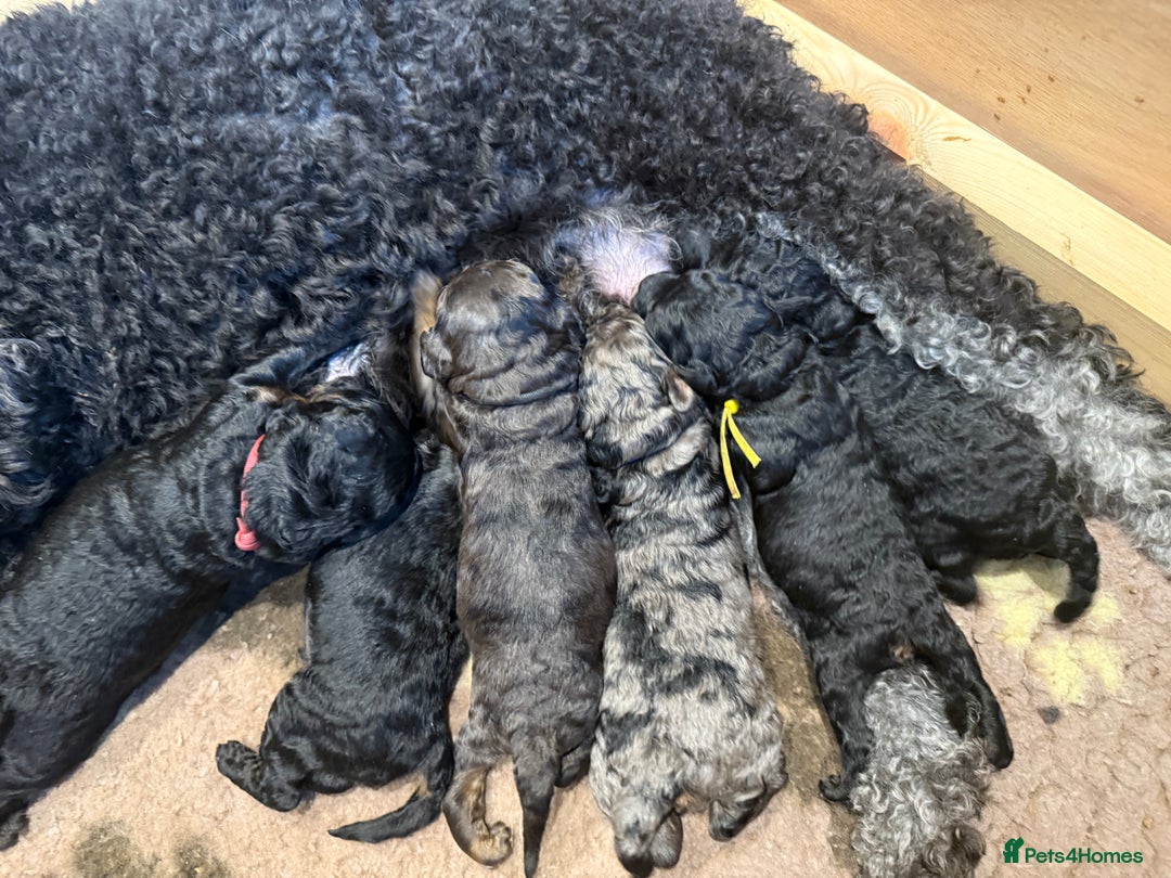 Bernedoodle dogs for sale: Ready to go Miniature Health Tested Bernedoodles  - Advert 3