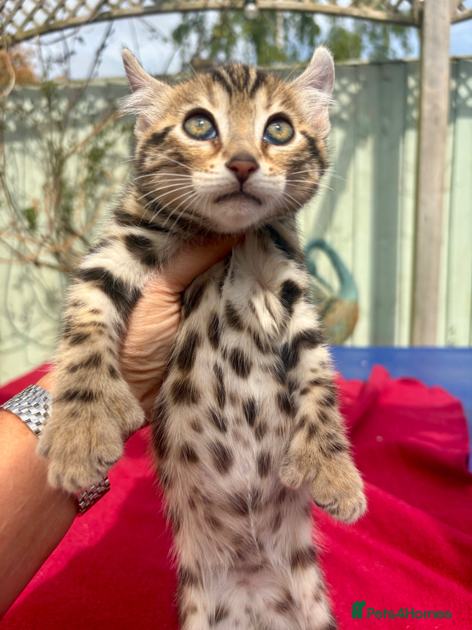 Keetso cats Superb rare polydactyl curled eared keetsos  - Advert 1