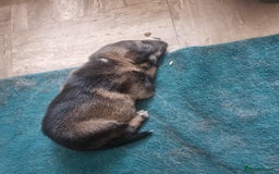 Border Collie dogs for sale: new litter of border collie pups for sale  - Image 9