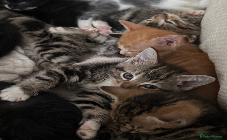 Mixed Breed cats - Advert 5