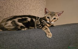 Bengal cats for sale: Bengal kittens - Image 20