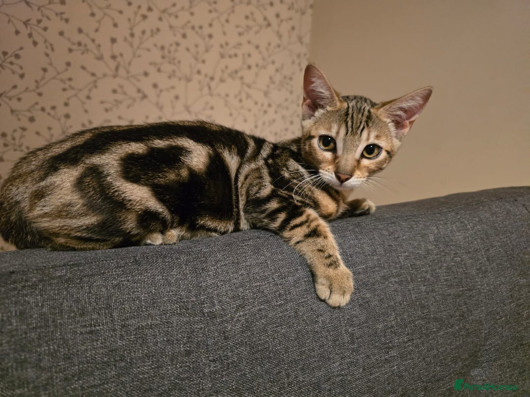Bengal cats for sale: Bengal kittens - Image 20