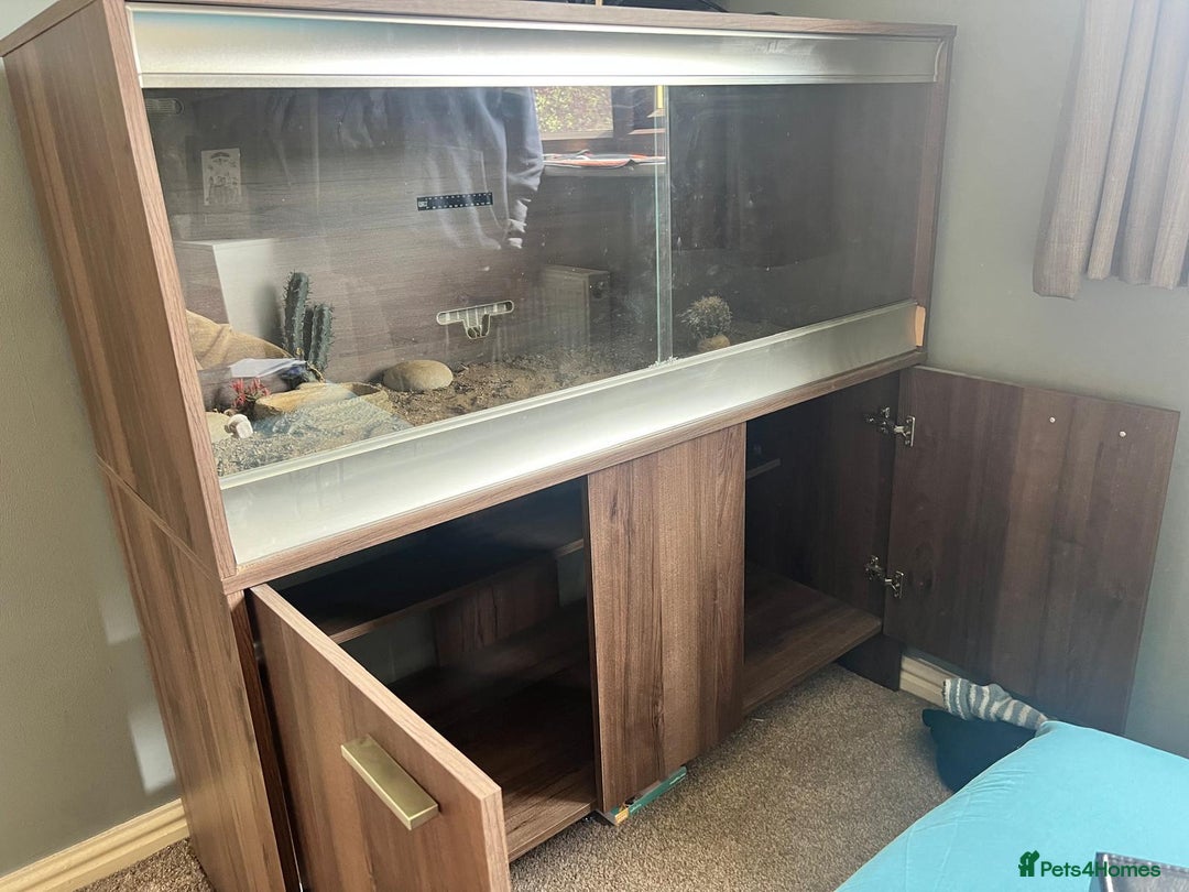 Tortoise reptiles for sale: Tortoise with vivarium for good home - Image 3