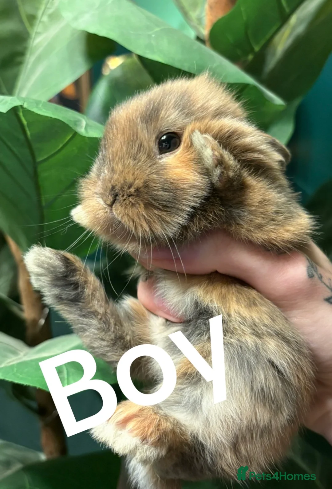 Belgian Hares rabbits for sale: 4 beautiful harlequin rabbits  - Advert 4