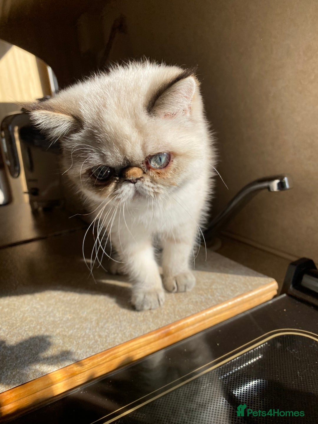 Exotic cats for sale: Outstanding Exotic Persian  - Image 21