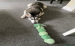 Siberian Husky dogs for sale: Beautiful Female Husky  - Image 8