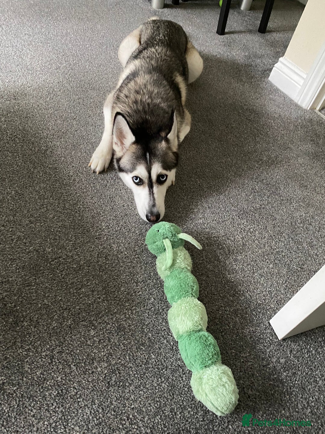 Siberian Husky dogs for sale: Beautiful Female Husky  - Image 8