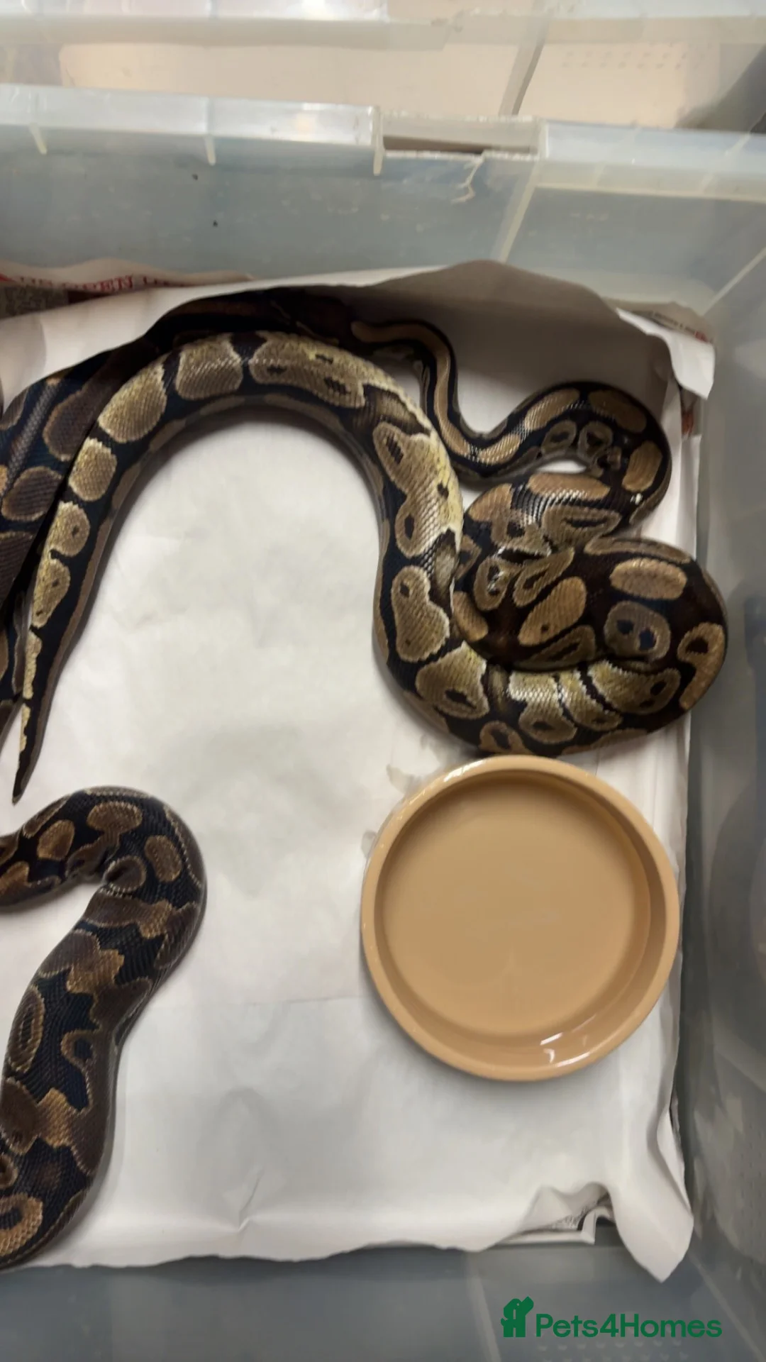 Python Snake reptiles for sale: Ball pythons  - Advert 2