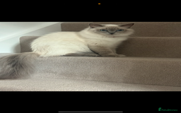 Ragdoll cats for sale: Angel looking for her forever home! - Image 7