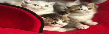 Munchkin Kitten 6
