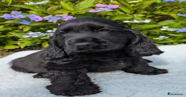 Cocker Spaniel dogs - Advert 1